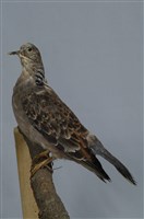 藏品(斑頸鳩)的圖片